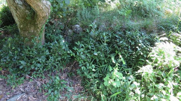 壬申の乱　野上行宮跡 壬申の乱,野上行宮,大海人皇子の写真素材