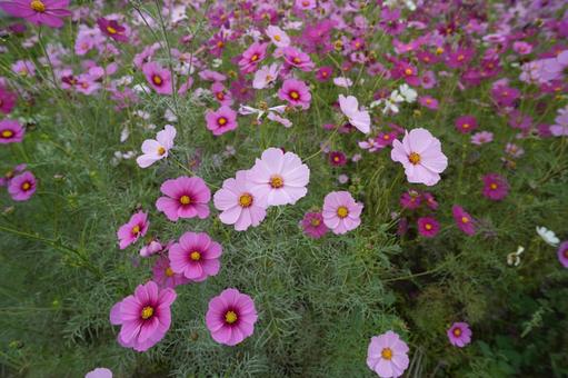 コスモス（安城市赤松町） コスモス,安城市赤松町,秋の風景の写真素材