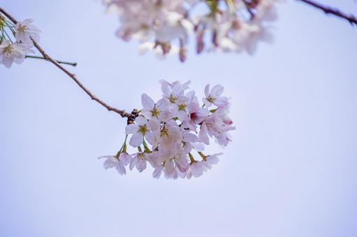 桜 桜の写真