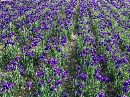 あやめ あやめ,花,紫の写真素材