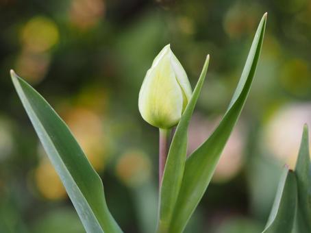 春の花 チューリップ つぼみ⑬ 春の花 チューリップ つぼみ⑬の写真