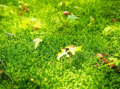 苔ともみじの新芽 苔ともみじの新芽の写真