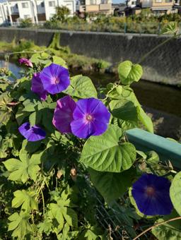 川辺の朝顔 風景,川辺,朝顔の写真素材
