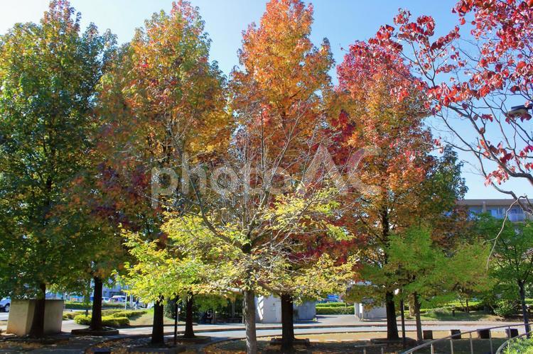 公園の樹木　紅葉 紅葉,秋,樹木の写真素材