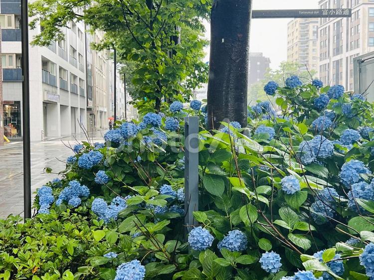 雨の御池通り 紫陽花,雨,大雨の写真素材