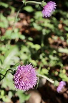 アザミ アザミの写真