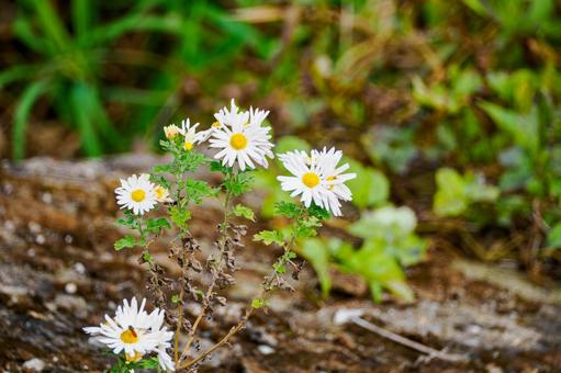 ノジギク ノジギク 花,ノジギク,植物の写真素材