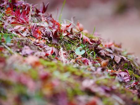 色づいた落ち葉 日本,国内旅行,旅行の写真素材