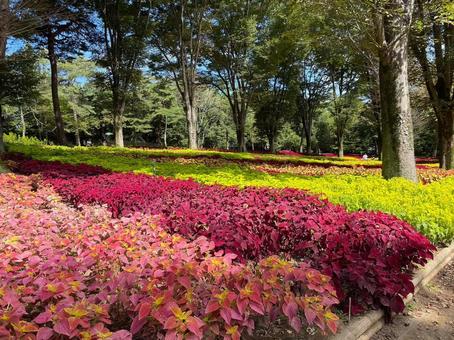 森林公園のコリウス 森林公園のコリウス コリウス,森林公園,埼玉県の写真素材