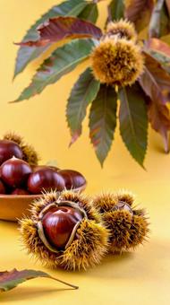 黄色背景の栗の写真