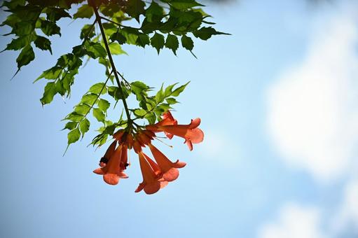 ノウゼンカズラ ノウゼンカズラ ノウゼンカズラ,花,オレンジ色の写真素材