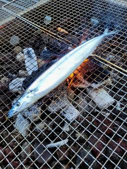秋刀魚網焼き 秋刀魚網焼き 秋刀魚,網焼き,炭焼きの写真素材