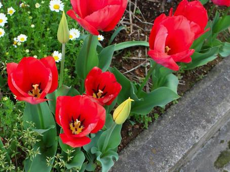 日本の花 日本の花の写真