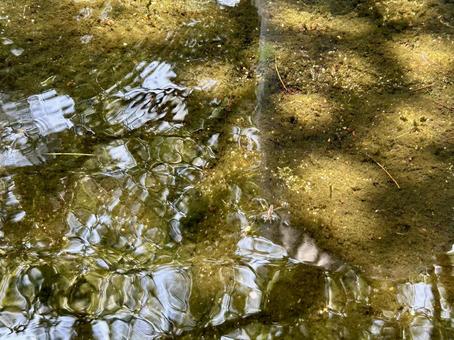 波立つ水面とアメンボ 波立つ水面とアメンボの写真