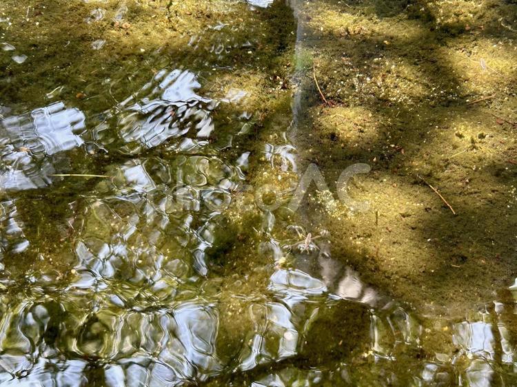 波立つ水面とアメンボ 水面,波紋,アメンボの写真素材