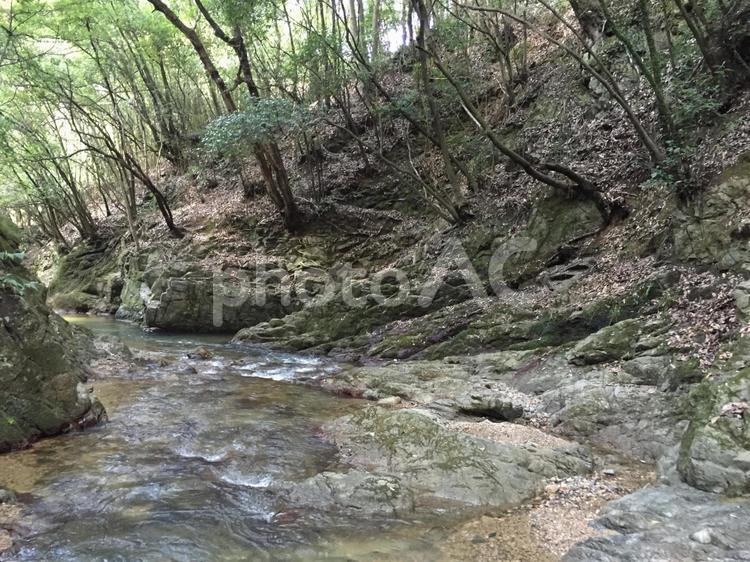 大自然の森の川 森林,森,川の写真素材