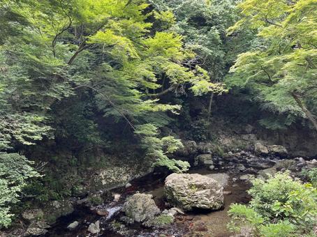 明治の森 箕面国定公園 明治の森 箕面国定公園の写真