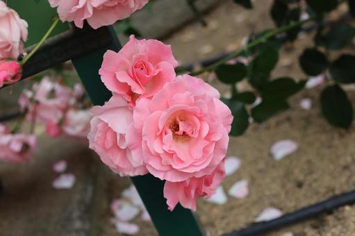 バラ園のかわいい薔薇を撮影した写真です バラ園のかわいい薔薇を撮影した写真ですの写真