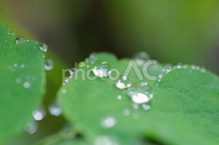 雨上がりの葉先に残る水玉 水玉,水滴,雨粒の写真素材