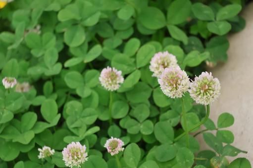緑の葉とシロツメグサの花のアップ 緑の葉とシロツメグサの花のアップの写真