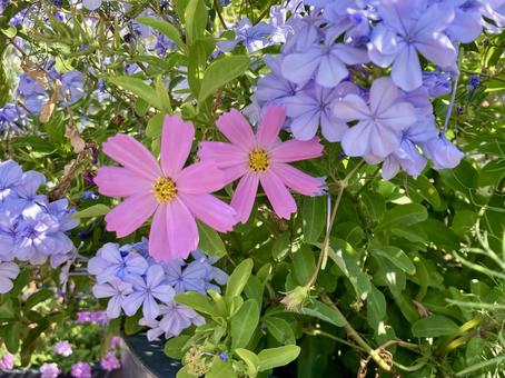 ピンクのコスモス ピンクのコスモス コスモス,花,秋の写真素材