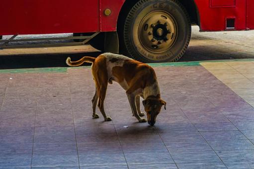 地面の匂いを嗅ぐ犬 地面の匂いを嗅ぐ犬 犬,舗装,タイルの写真素材