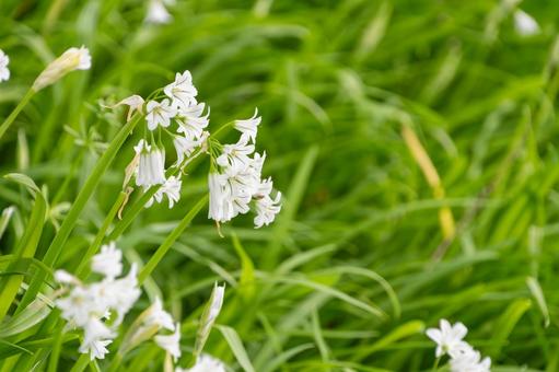 緑の草原に咲くニラの花 ニラ,花,白の写真素材