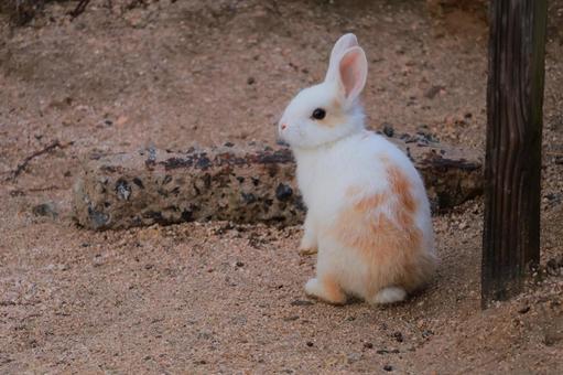 ウサギの赤ちゃん ウサギの赤ちゃん うさぎ,ウサギ,兎の写真素材