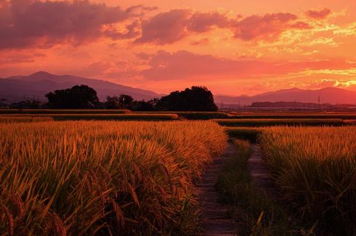 秋の稲穂と夕空 − 茜に染まる一本道の写真