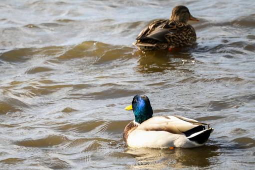 マガモ⒇の写真