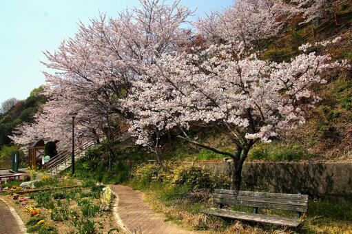 さくら さくらの写真