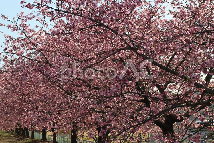 桜並木 さくら,カワヅザクラ,ミワザクラの写真素材