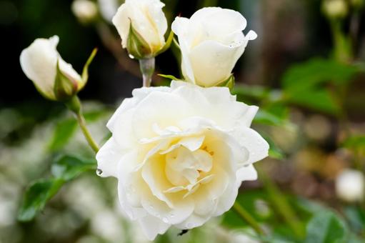 Early Summer Roses ⑺, JPG