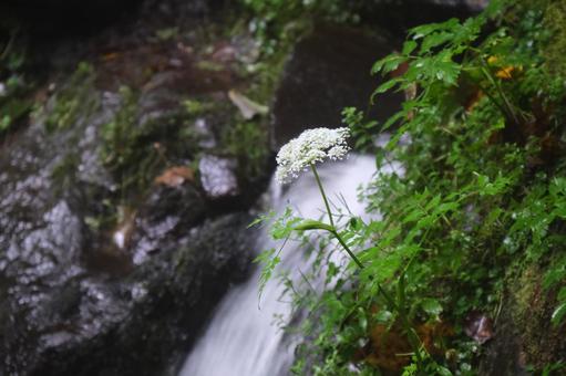渓流 渓流の写真