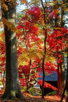 佐々木家住宅の秋景色⒄ 晩秋,紅葉,黄葉の写真素材