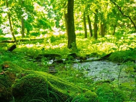 In the forest, moss, grove, sunlight filtering through the trees, wetlands, JPG In the forest, moss, grove, sunlight filtering through the trees, wetlands, JPG