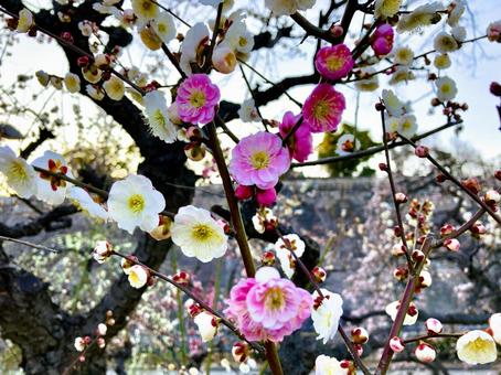 ピンクと白　一緒に咲く梅　思いのまま 梅,ウメ,花の写真素材