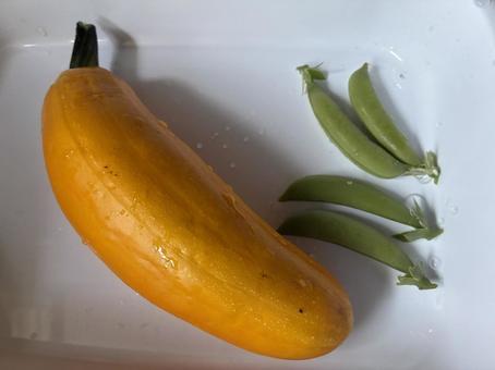 ズッキーニと豆の収穫 ズッキーニと豆の収穫の写真