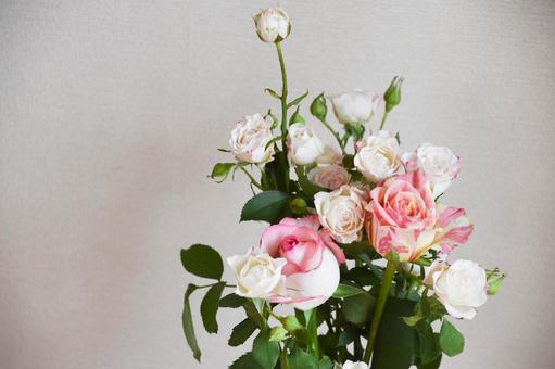 カラフルな薔薇 カラフルな薔薇の写真