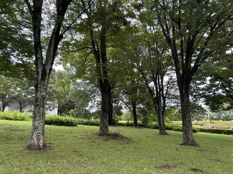 緑の木立と芝生の風景 森林,木立,緑の写真素材