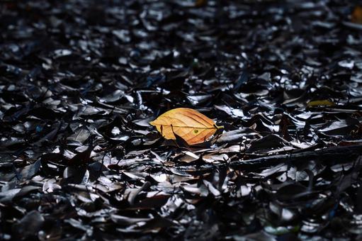 落葉 落葉,枯葉,葉の写真素材