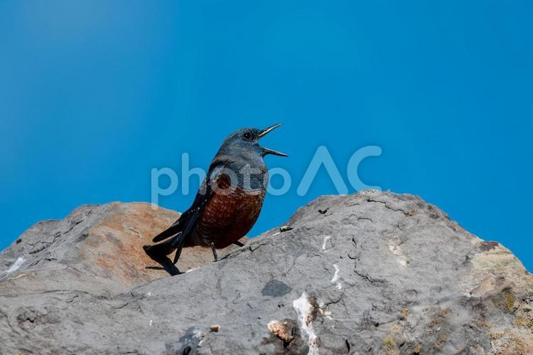 大きく口を開けて鳴くイソヒヨドリ 野鳥,海,鳥の写真素材