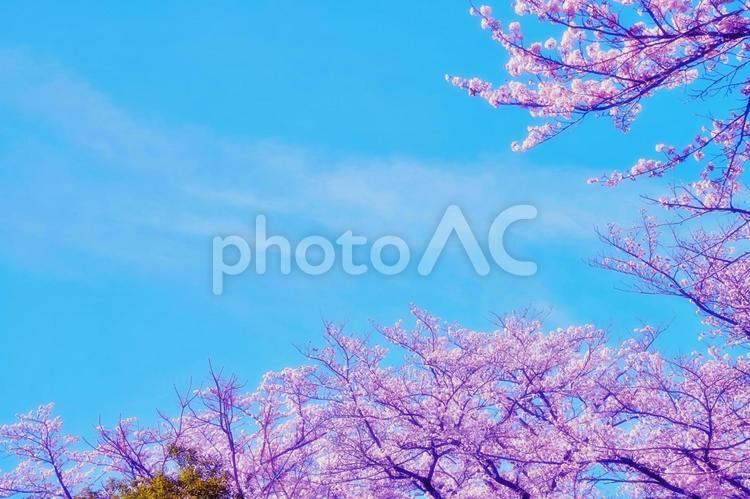 濃いピンクの桜並木と青空 桜,桜並木,青空の写真素材