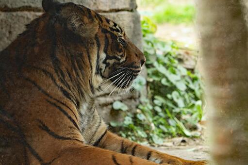 蘇門答臘動物園景觀 蘇門答臘動物園景觀