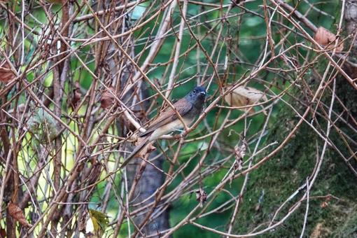 若サンコウチョウ2 若サンコウチョウ2の写真