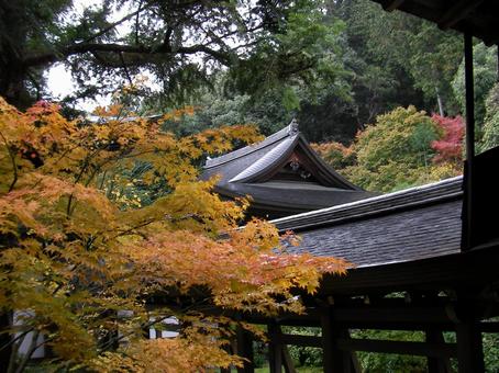 龍安寺 京都 龍安寺 京都 の写真