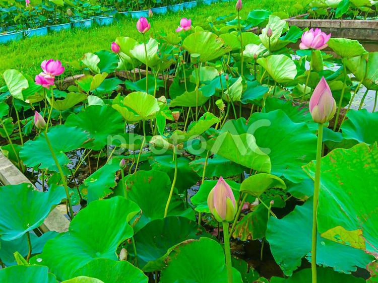 伸びる綺麗な蓮の花とつぼみ 可憐,美しい,花の写真素材