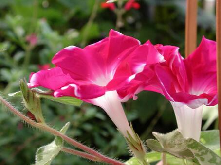 アサガオ・朝顔　クローズアップ アサガオ,草花,清涼感の写真素材