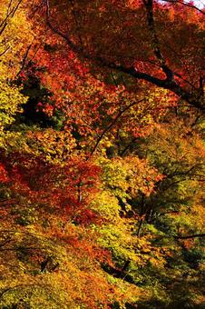 紅葉風景 紅葉風景,紅葉,箕面の写真素材