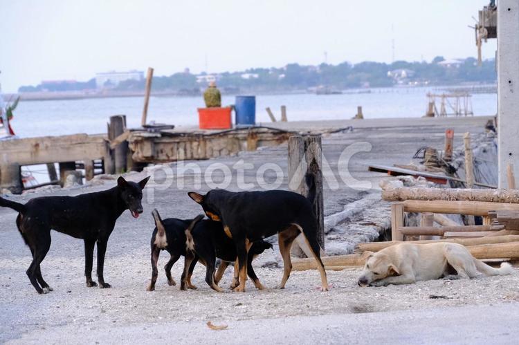 海辺の犬たち 犬,いぬ,イヌの写真素材